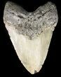 Giant, Megalodon Tooth - North Carolina #47815-1